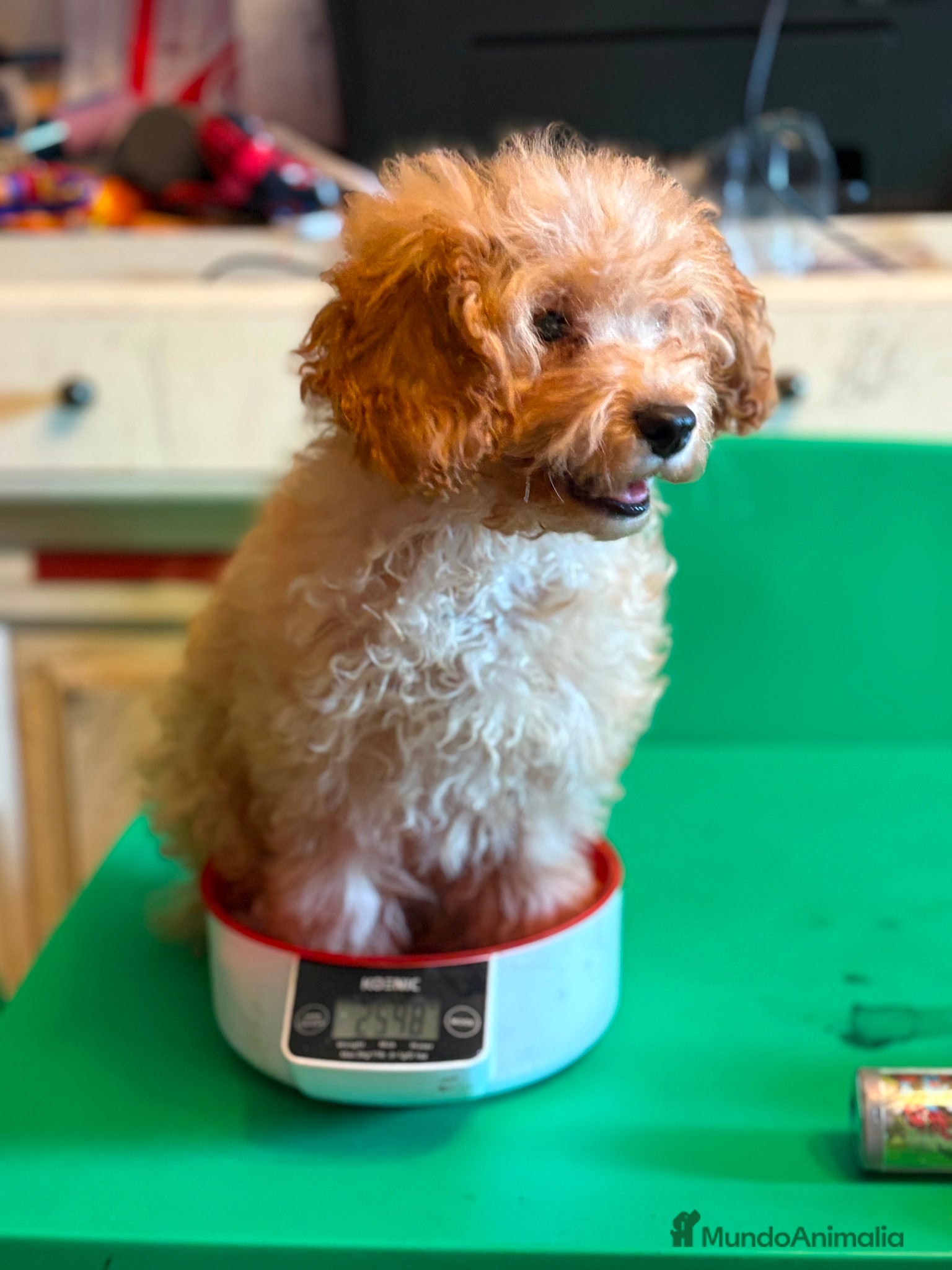 Caniche Toy perros en venta: Caniche toy!!! Hembra apricot intenso - Anuncio 4