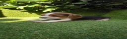 Beagle perros en venta: beagles tricolor 2 machos  - Anuncio 3