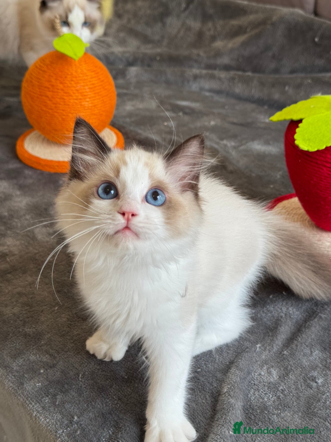 Ragdoll gatos en venta: Gatito Ragdoll - Imagen 9