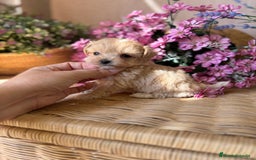 Maltipoo perros en venta: Maltipoo tacita de Té (hembra ) - Imagen 5