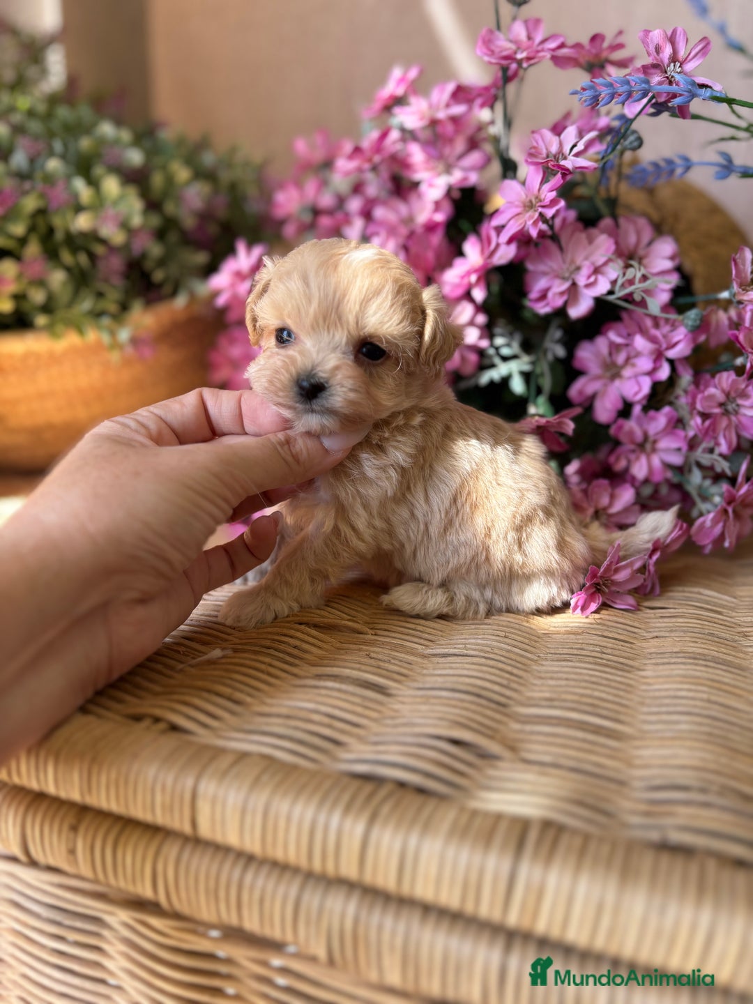 Maltipoo perros en venta: Maltipoo tacita de Té (hembra ) - Imagen 5