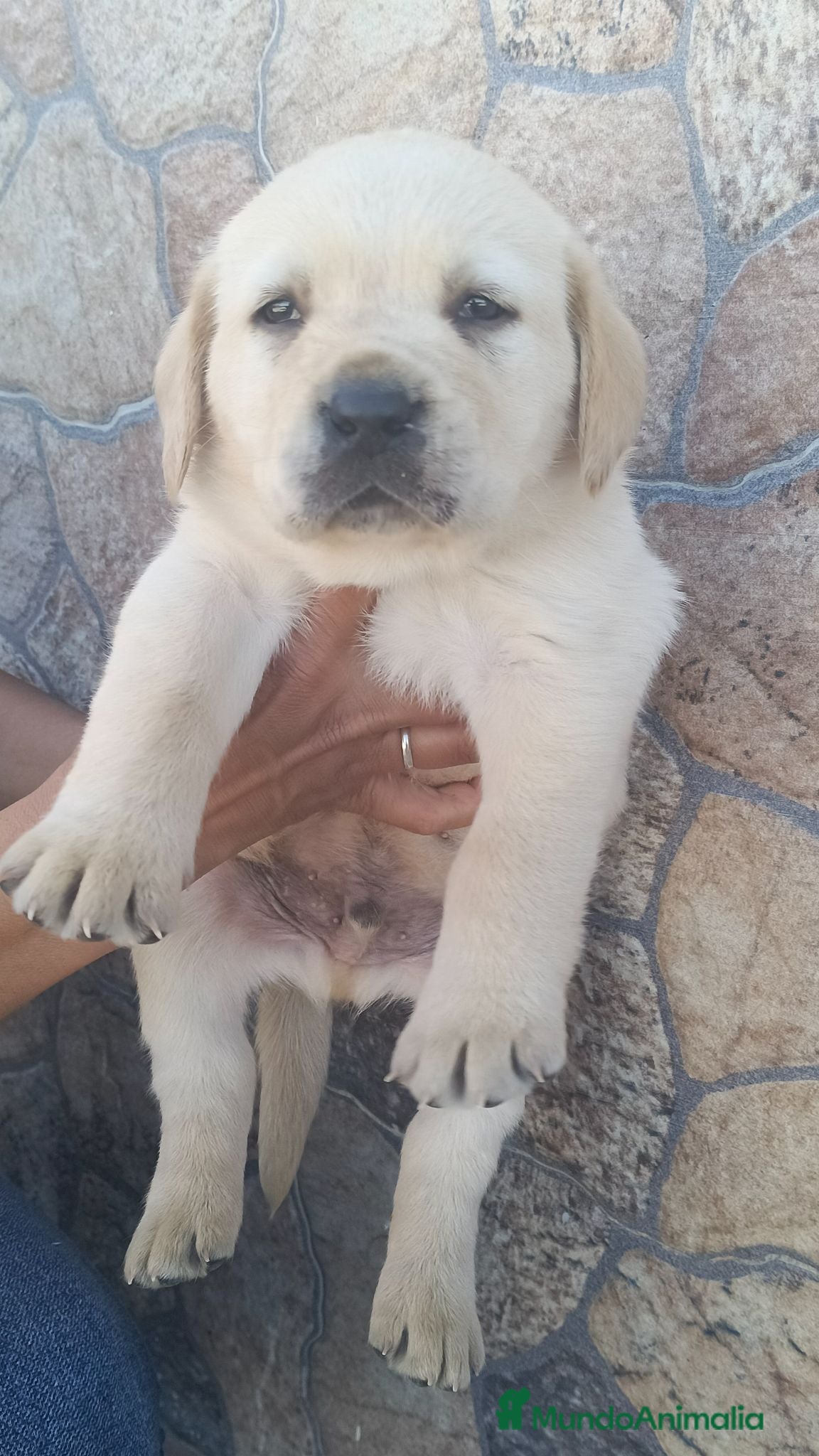 Labrador Retriever perros Labrador retriever  - Anuncio 1