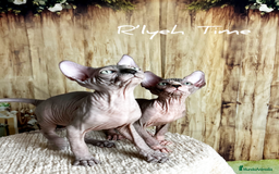 Sphynx gatos en venta: Sphynx - Imagen 5