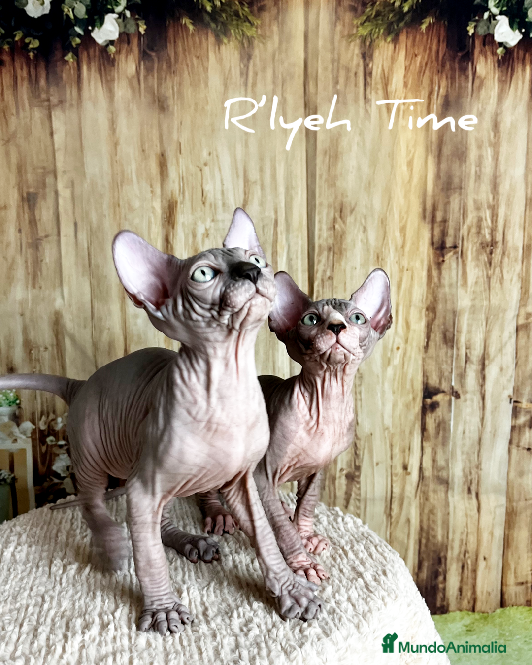 Sphynx gatos en venta: Sphynx - Imagen 5