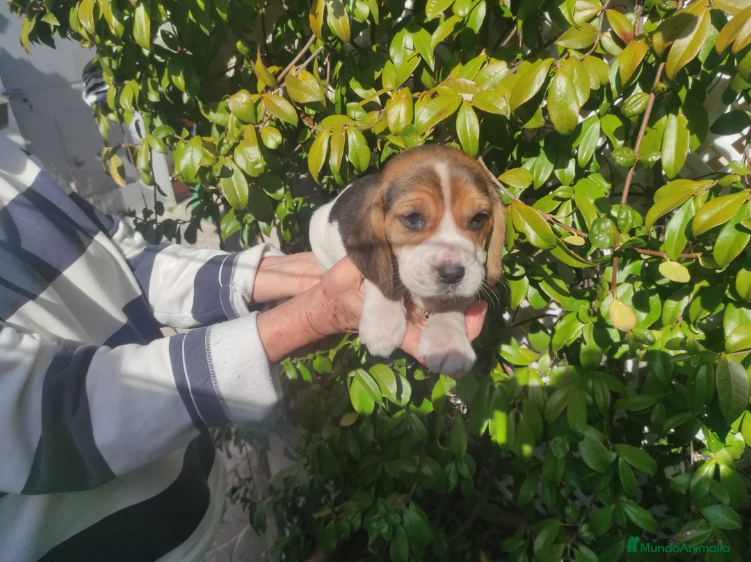Beagle perros en venta: Preciosos Cachorritos de Beagle  - Anuncio 4
