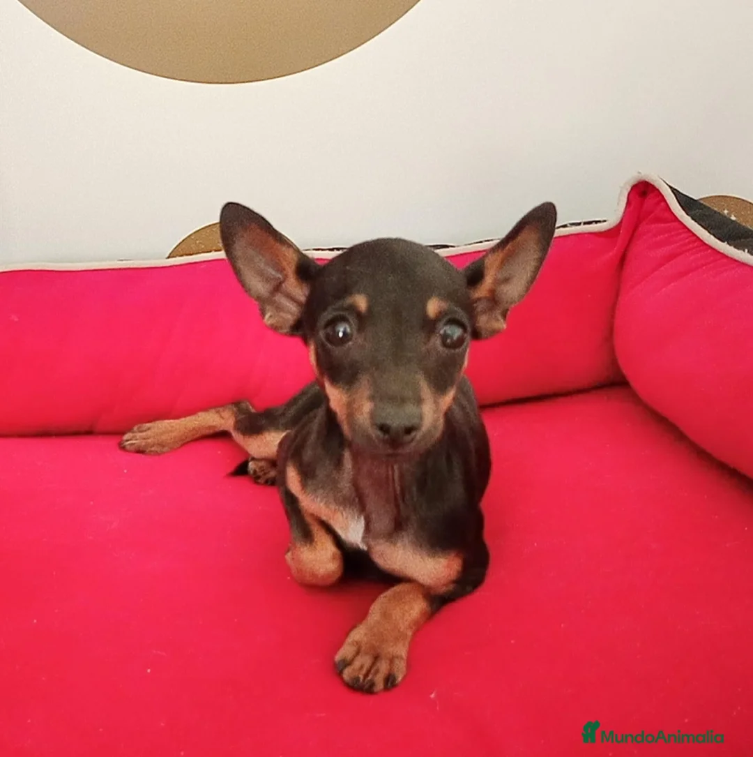 Ratón de Praga perros en venta: Ratón de Praga  - Anuncio 1