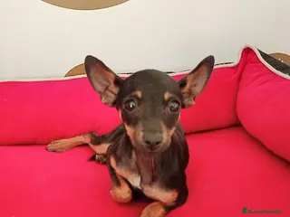 Ratón de Praga perros Ratón de Praga - Anuncio 3