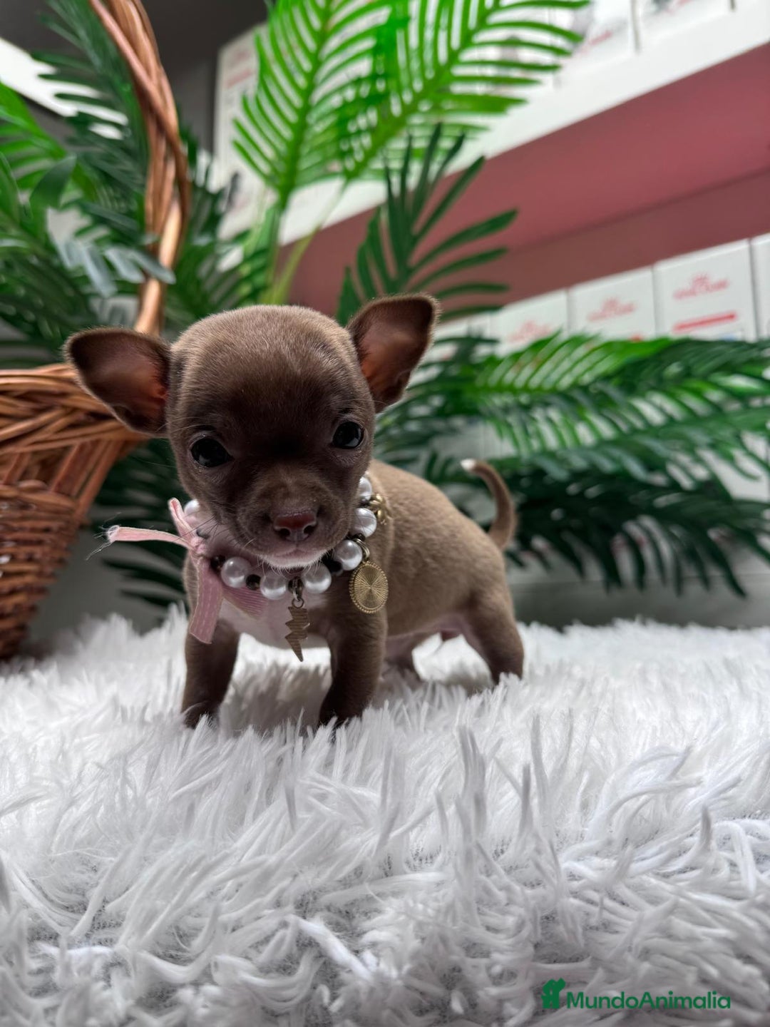 Chihuahua perros en venta: CHIHUAHUA HEMBRA - Anuncio 11