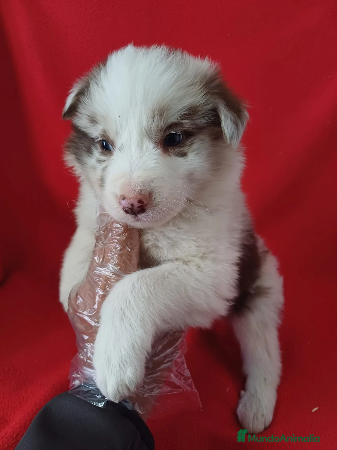 Border Collie perros en venta: Border Collie Merle  - Anuncio 1
