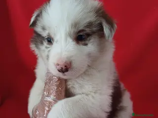 Border Collie perros Border Collie Merle - Anuncio 1