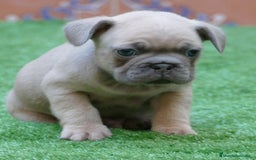 Bulldog Francés perros en venta: Cachorros de Bulldog Frances  en Madrid - Imagen 4