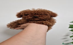 Caniche Toy perros en venta: HEMBRA Y MACHO CANICHE TOY LINEA ASIATICA 100% - Imagen 3