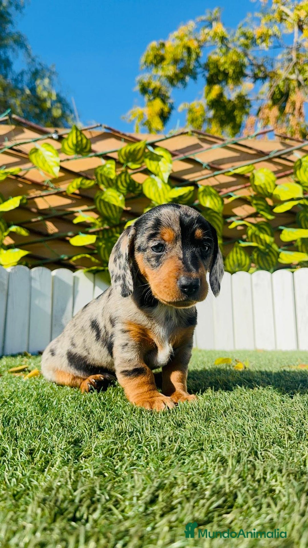 Teckel Miniatura perros en venta: TECKEL MINIATURA HEMBRA - Anuncio 10