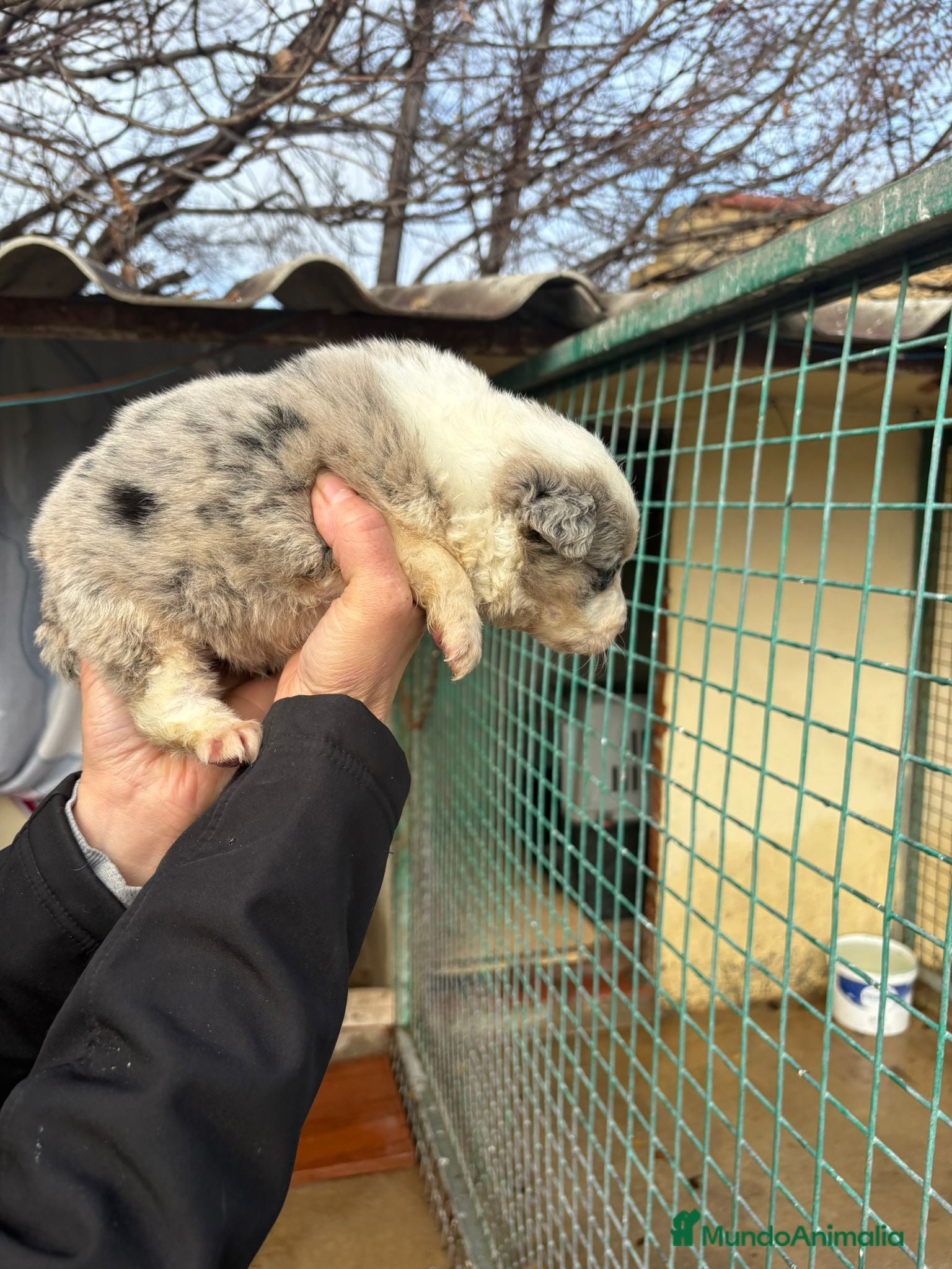 Border Collie perros Preciosa camada Border Collie reserva ya el tuyo - Anuncio 1
