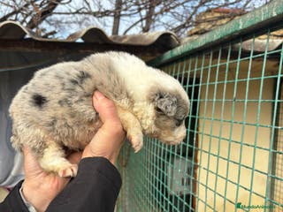 Border Collie perros Preciosa camada Border Collie reserva ya el tuyo - Anuncio 5