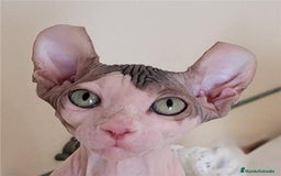 Sphynx gatos en venta: Hembra sphynx elfo tacto terciopelo en Madrid - Imagen 1