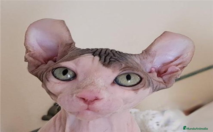 Sphynx gatos en Madrid - Anuncio 1