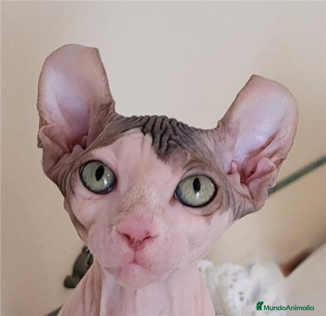 Sphynx gatos en venta: Hembra sphynx elfo tacto terciopelo en Madrid - Imagen 1