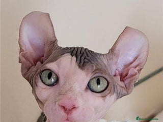 Sphynx gatos en Madrid - Anuncio 14