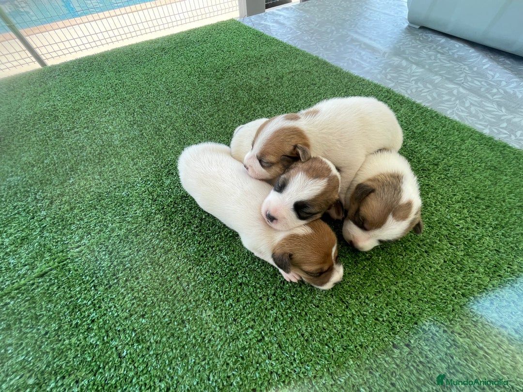 Jack Russell Terrier perros en venta: Jack Russell terrier  - Imagen 1