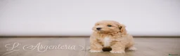 Maltipoo perros en venta: Camada Maltipoo - Anuncio 4