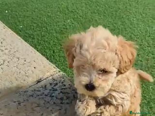 Caniche Toy perros Preciosa camada de Caniche Toy en Granada - Anuncio 14