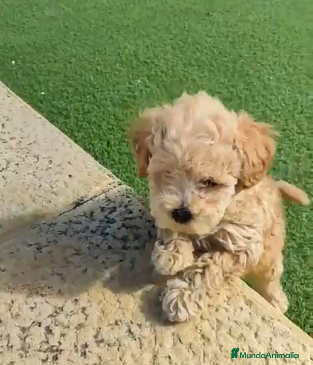 Caniche Toy perros en venta: Preciosa camada de Caniche Toy en Granada - Anuncio 1