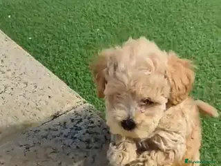 Caniche Toy perros Preciosa camada de Caniche Toy en Granada - Anuncio 17