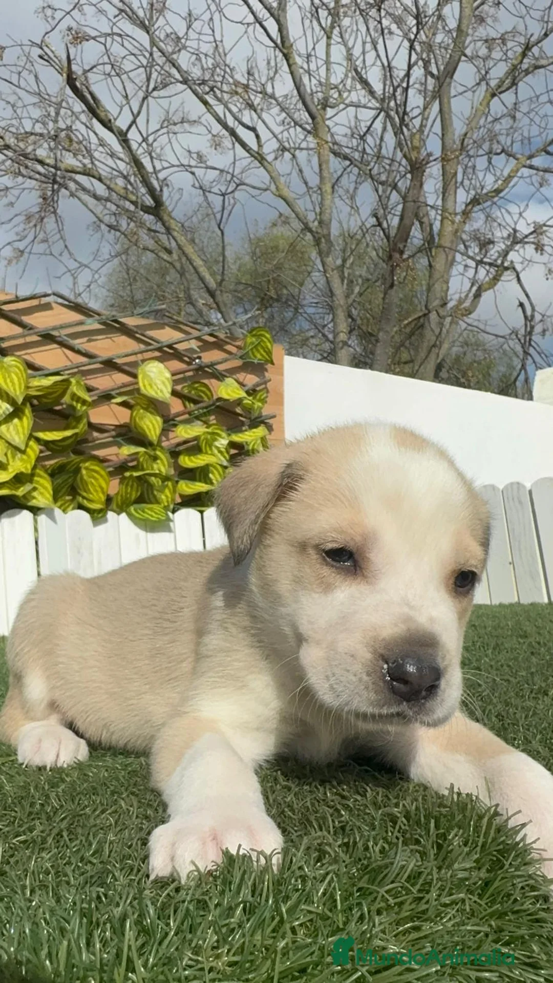 Mastín Español perros en venta: MASTIN ESPAÑOL - Anuncio 8