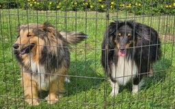 Perro Pastor de las Shetland perros en venta: Cachorros pastor de Shetland - Anuncio 4