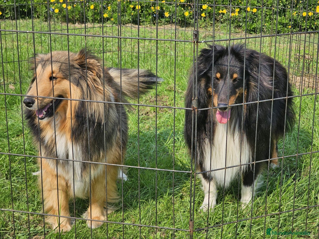Perro Pastor de las Shetland perros en venta: Cachorros pastor de Shetland - Anuncio 4