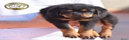 Rottweiler perros en venta: Cachorros Rottweiler  en Málaga - Anuncio 5