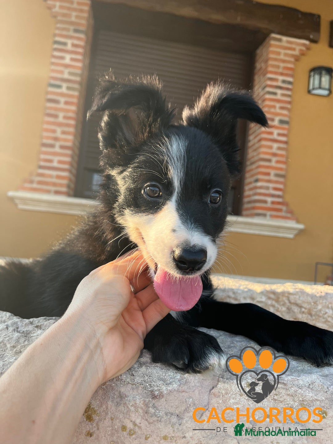 Border Collie perros en venta: Border collie - Imagen 2