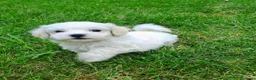 Bichón Maltés perros en venta: Bichoncitos Adorables - Anuncio 1