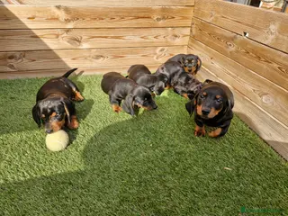 Teckel perros Teckel en Barcelona - Anuncio 13