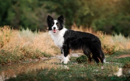 Border Collie perros en venta: border collie - Imagen 1