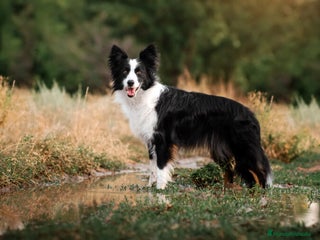 Border Collie perros - Anuncio 1