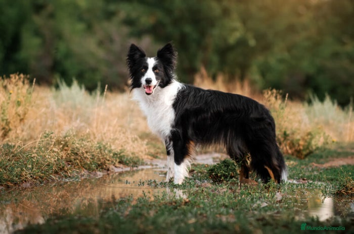 Border Collie perros - Anuncio 1