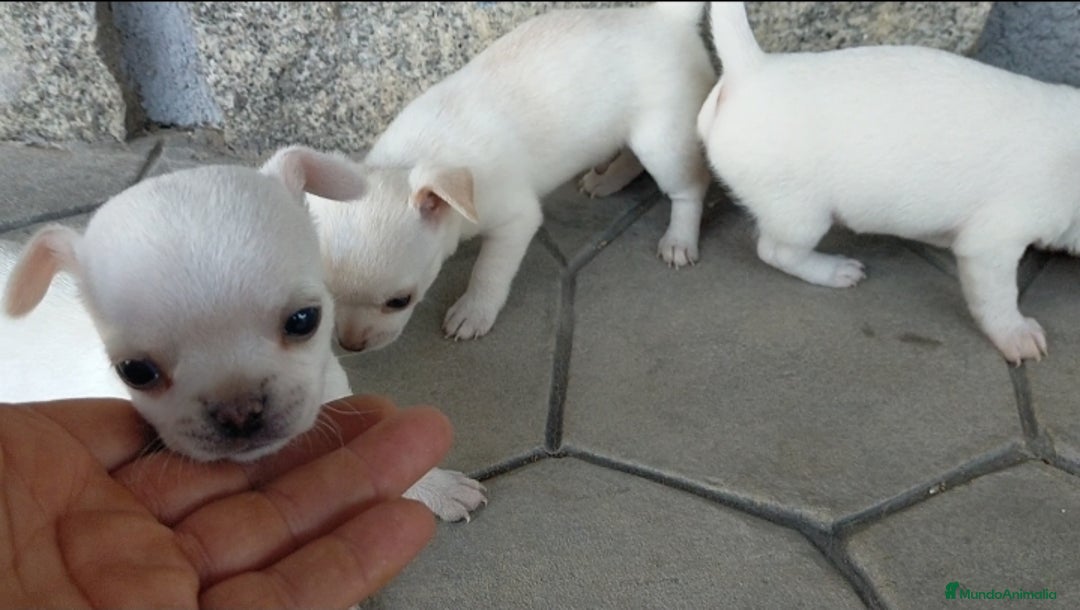 Chihuahua perros en venta: Chihuahuas cabeza de manzana 🍏 - Imagen 4