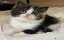 Británico de Pelo Corto gatos en venta: cachorro British  - Imagen 3