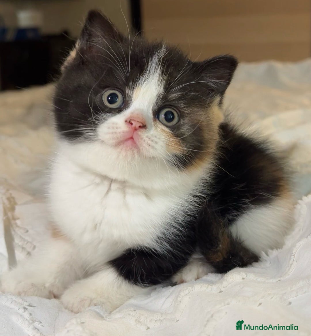 Británico de Pelo Corto gatos en venta: cachorro British  - Imagen 3