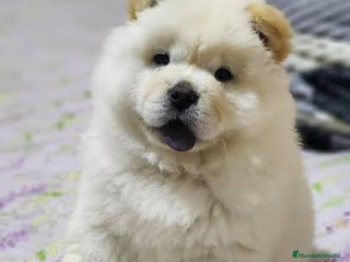 Chow Chow perros Chow chow espectaculares bolitas blanco y crema - Anuncio 1