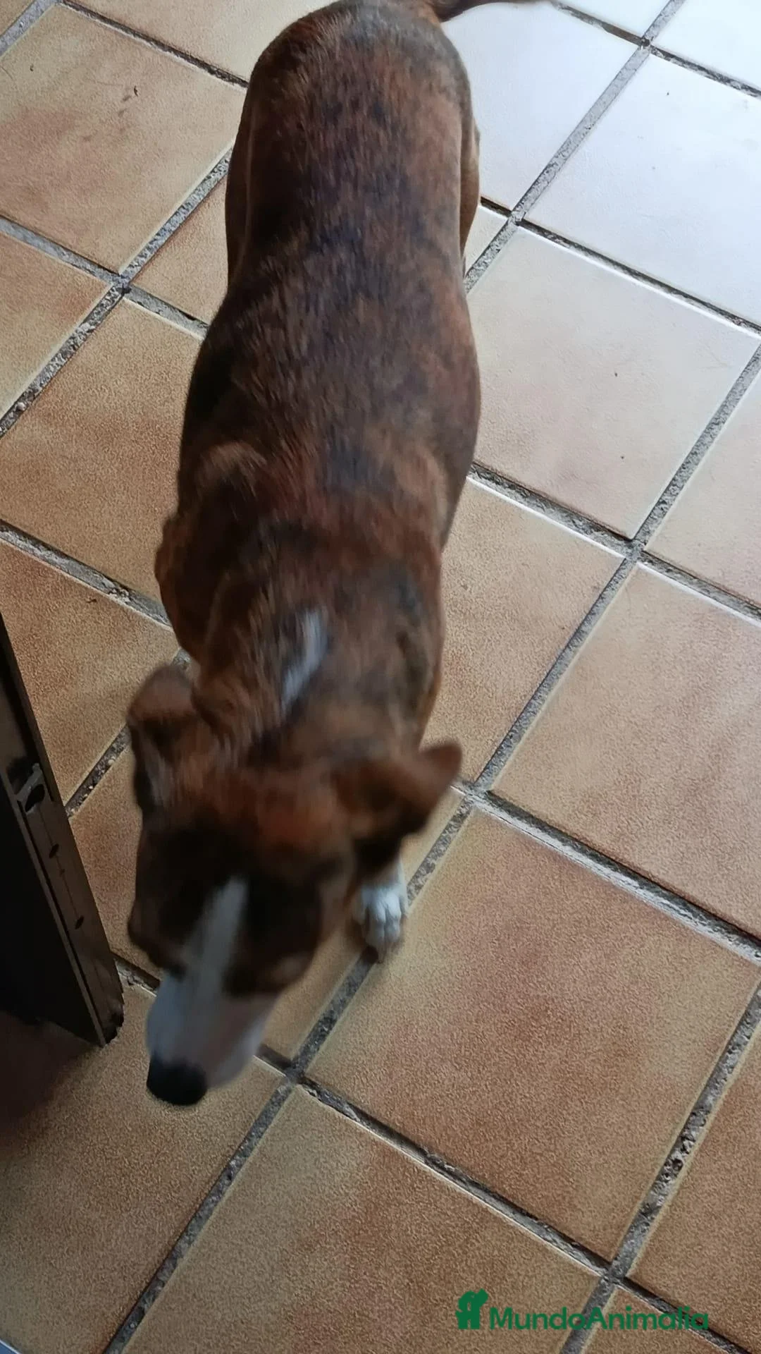 Border Collie perros en adopcion: Precisas perritas  - Anuncio 5