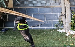 Jack Russell Terrier perros en venta: Patterdale terrier  - Imagen 2