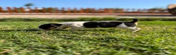 Jack Russell Terrier perros en venta: Disponible Machos de Jack Rusell - Anuncio 5