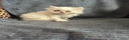 Persa gatos en venta: Gatos persas  - Anuncio 3