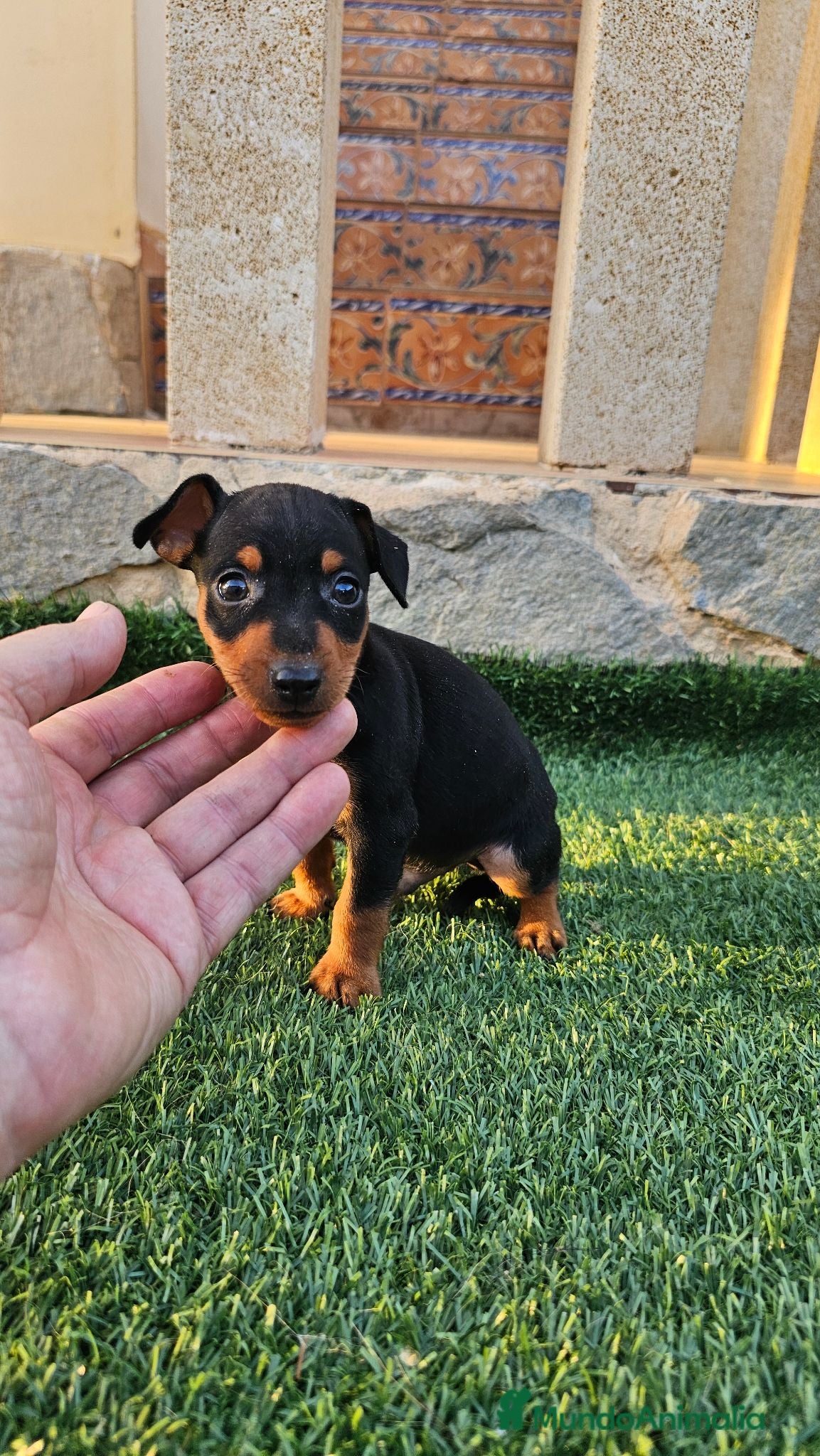 Pinscher Miniatura perros Mini pinscher miniatura - Anuncio 2