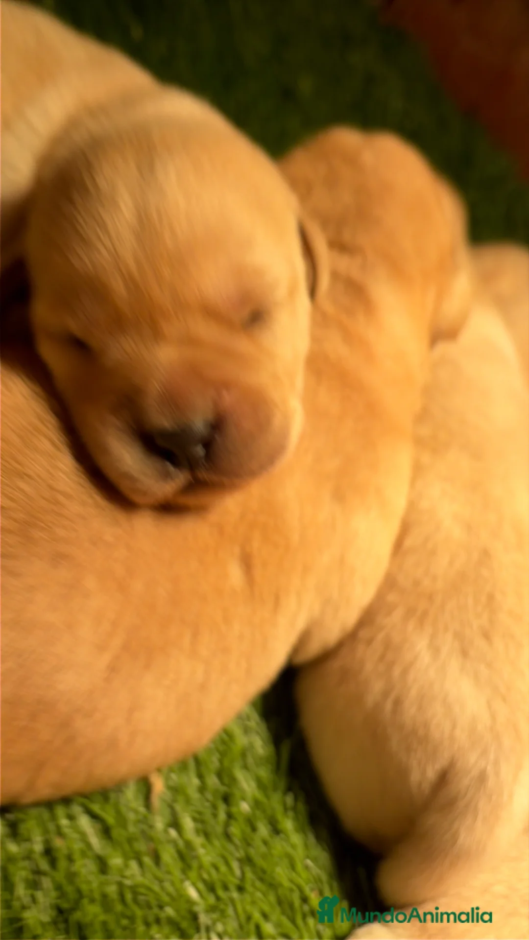 Labrador Retriever perros en venta: Labrador retriever - Anuncio 2