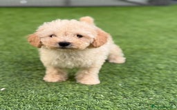 Caniche Toy perros en venta: Caniche toy  - Imagen 3