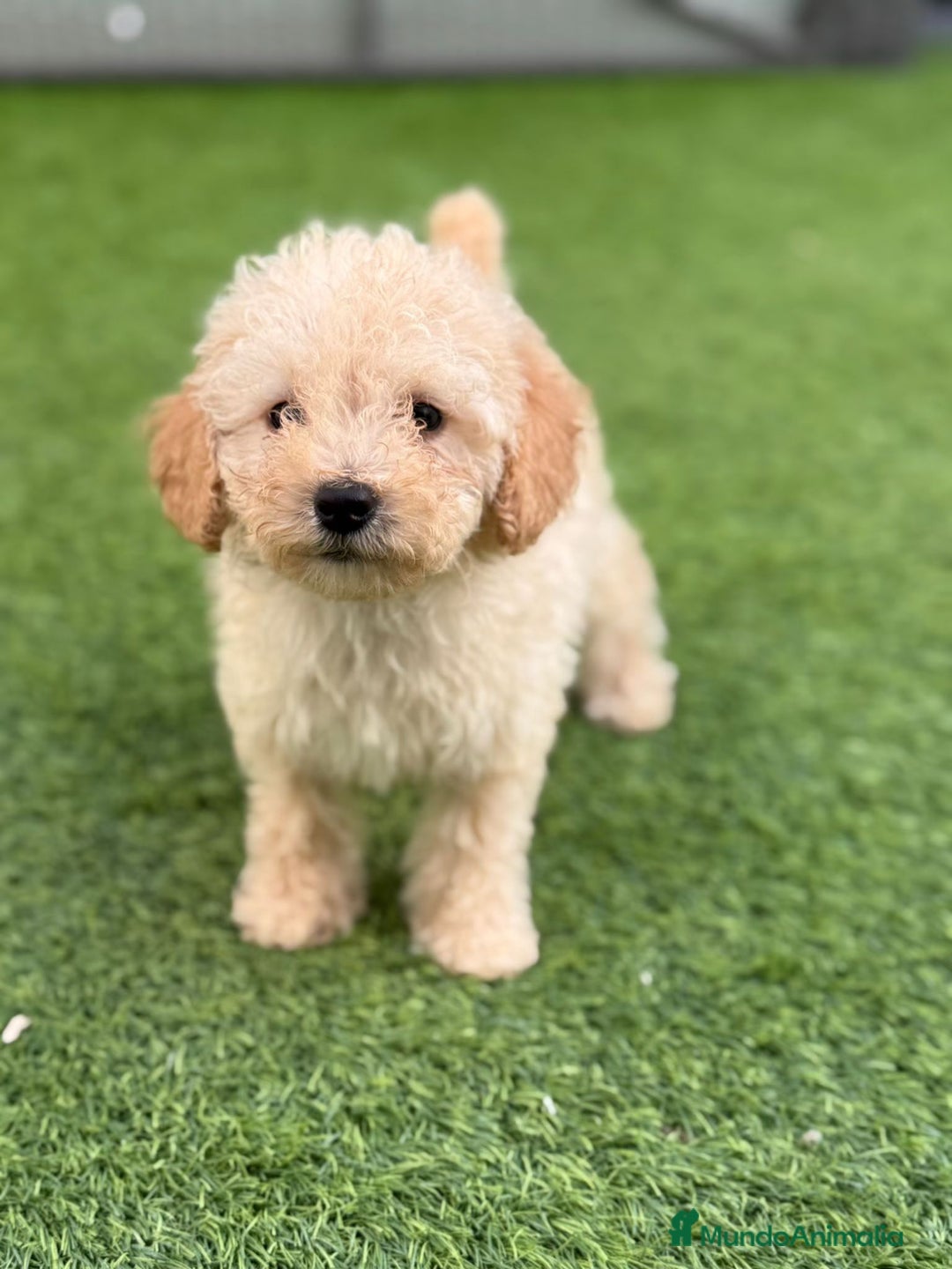 Caniche Toy perros en venta: Caniche toy  - Imagen 3